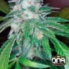THE OG 18  RESERVA PRIVADA · DNA Genetics · sementes de maconha · Fem