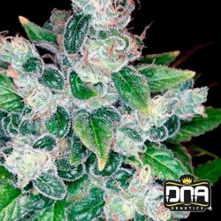 KANDY KUSH · DNA Genetics ·...