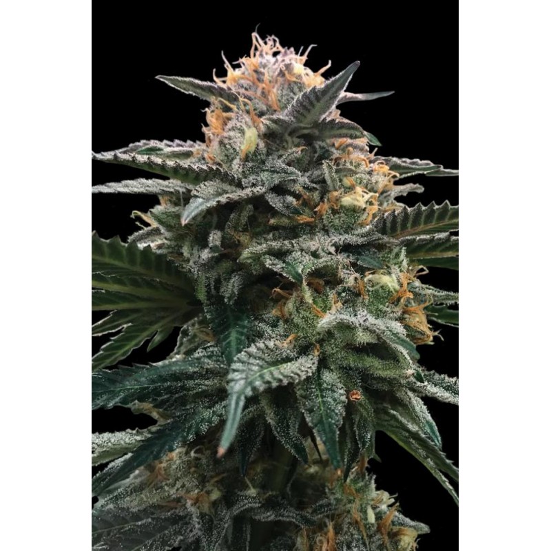 BLOOD ORANGE SORBET · DNA Genetics · sementes de maconha · Fem