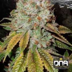 OG KUSH · DNA Genetics ·...