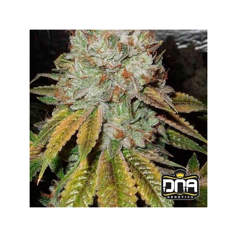 OG KUSH · DNA Genetics · semi di canapa indiana · Fem