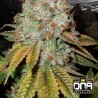OG KUSH · DNA Genetics · sementes de maconha · Fem