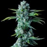SKYWALKER KUSH · DNA Genetics · semillas de marihuana · Fem
