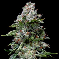 KOSHER KUSH · DNA Genetics · sementes de maconha · Fem