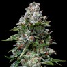KOSHER KUSH · DNA Genetics · sementes de maconha · Fem