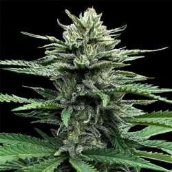 AUTO STRAWBERRY BANANA ·...