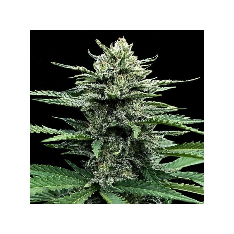 AUTO STRAWBERRY BANANA · DNA Genetics · kaufen cannabis samen · Auto Fem