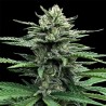 AUTO STRAWBERRY BANANA · DNA Genetics · sementes de maconha · Auto Fem