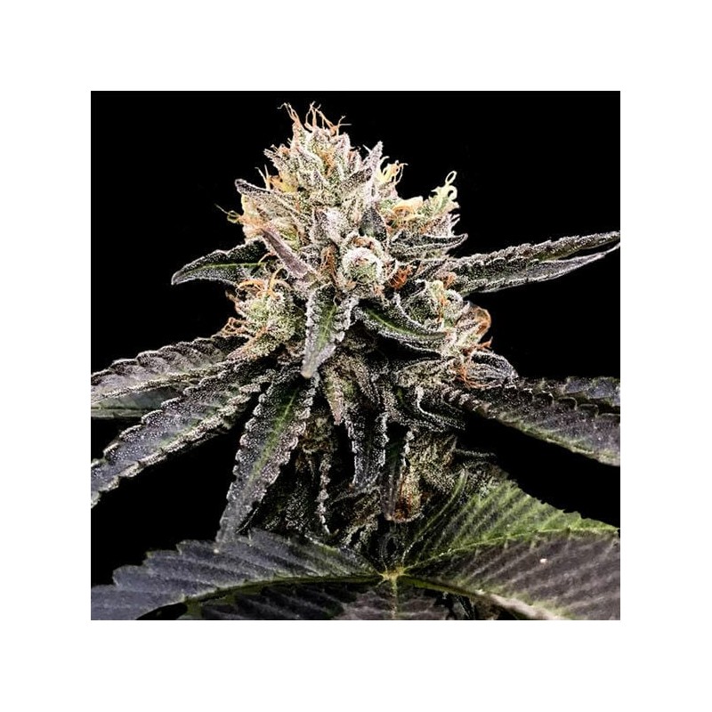 CATARACT CAKE · DNA Genetics · graines de cannabis · Fem