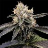 CATARACT CAKE · DNA Genetics · kaufen cannabis samen · Fem