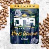 HANS GRUBER · DNA Genetics · semillas de marihuana · Fem