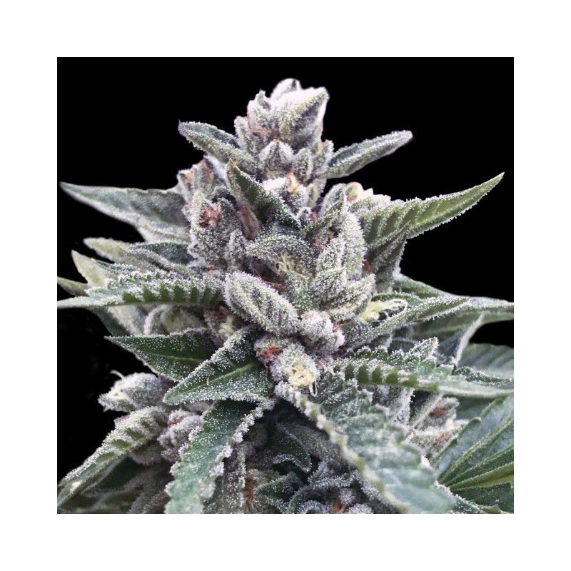 KOSHER SORBET · DNA Genetics · kaufen cannabis samen · Fem