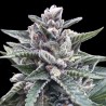 KOSHER SORBET · DNA Genetics · semillas de marihuana · Fem