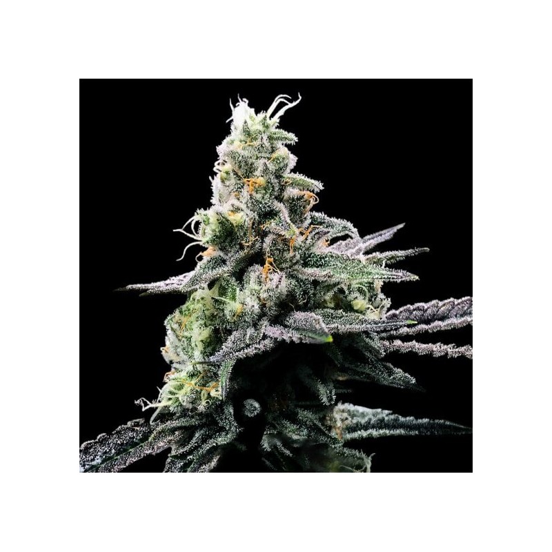PURPLE KOSHER · DNA Genetics · kaufen cannabis samen · Fem