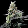PURPLE KOSHER · DNA Genetics · graines de cannabis · Fem