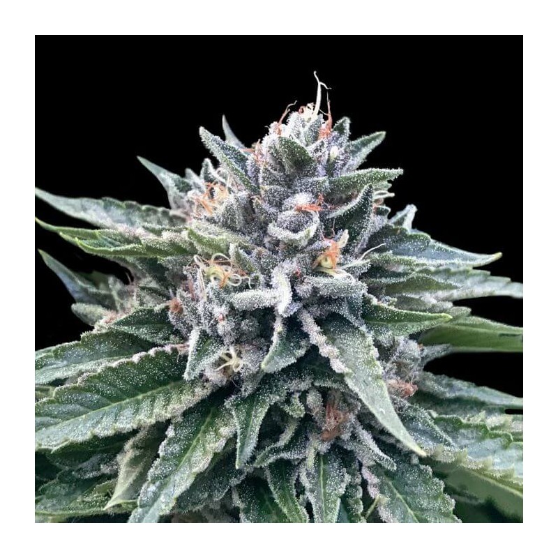 SORBET 4 · DNA Genetics · graines de cannabis · Fem