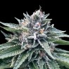 SORBET 4 · DNA Genetics · semillas de marihuana · Fem