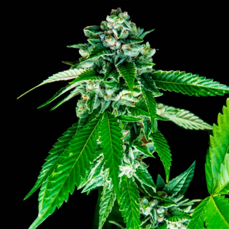 SORBET DREAMS · DNA Genetics · sementes de maconha · Fem