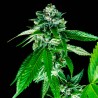 SORBET DREAMS · DNA Genetics · sementes de maconha · Fem