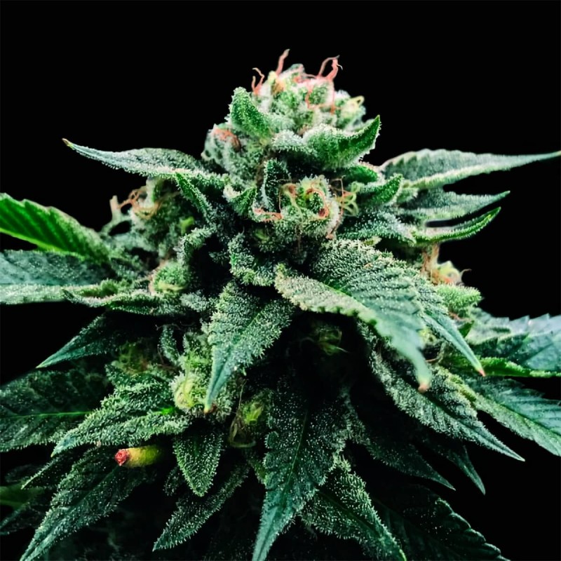 SORBET STASH · DNA Genetics · semi di canapa indiana · Fem