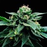SORBET STASH · DNA Genetics · kaufen cannabis samen · Fem