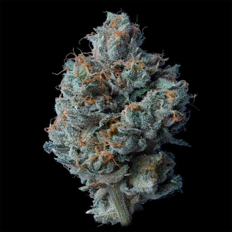 ZALLAH BREAD · DNA Genetics · semillas de marihuana · Fem