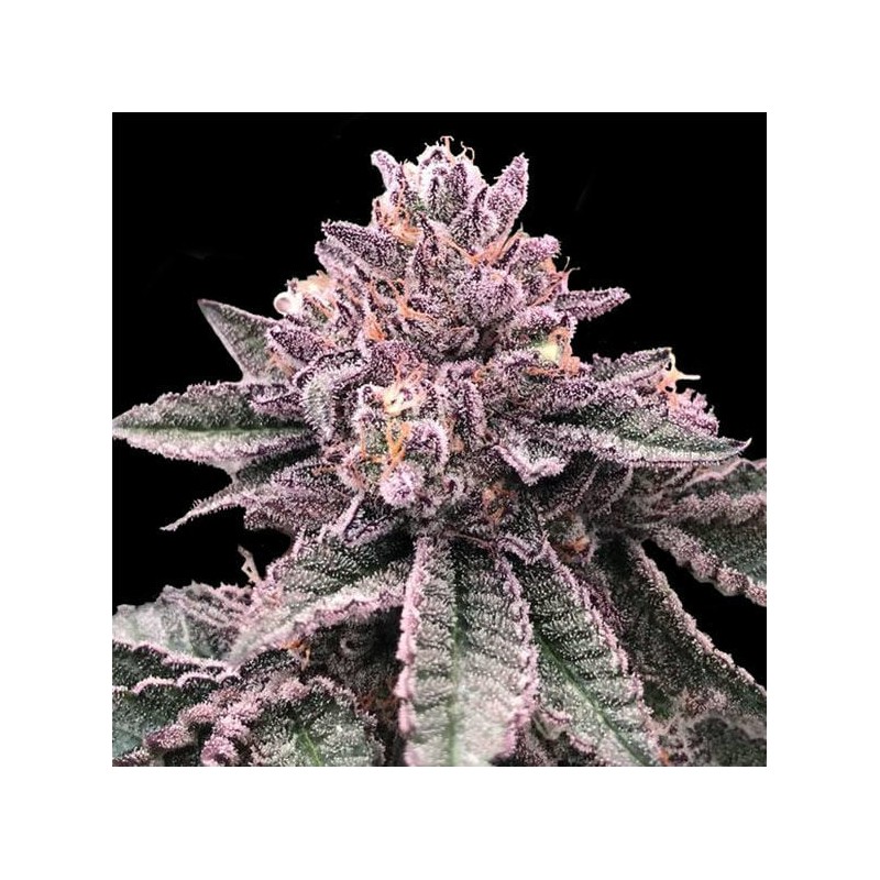DNA CAKE · DNA Genetics · sementes de maconha · Fem