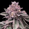 DNA CAKE · DNA Genetics · semillas de marihuana · Fem