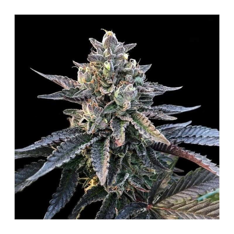GELATO SORBET · DNA Genetics · kaufen cannabis samen · Fem