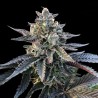 GELATO SORBET · DNA Genetics · kaufen cannabis samen · Fem