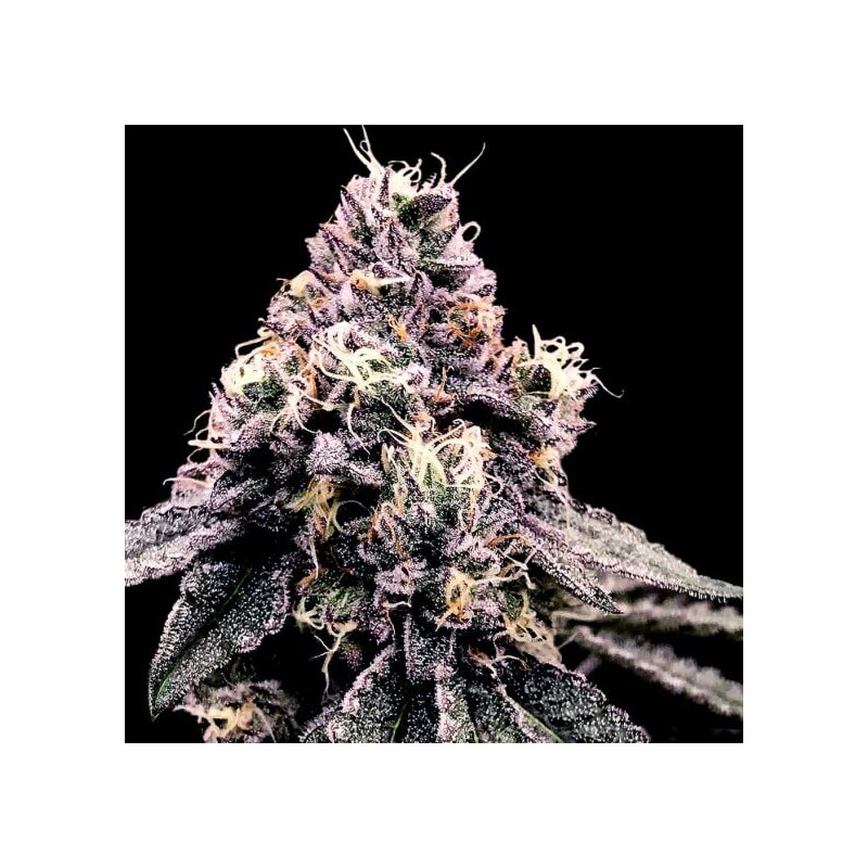 KOSHER PIE · DNA Genetics · kaufen cannabis samen · Fem