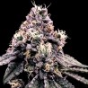 KOSHER PIE · DNA Genetics · graines de cannabis · Fem