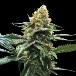 SOUR SORBET · DNA Genetics · graines de cannabis · Fem