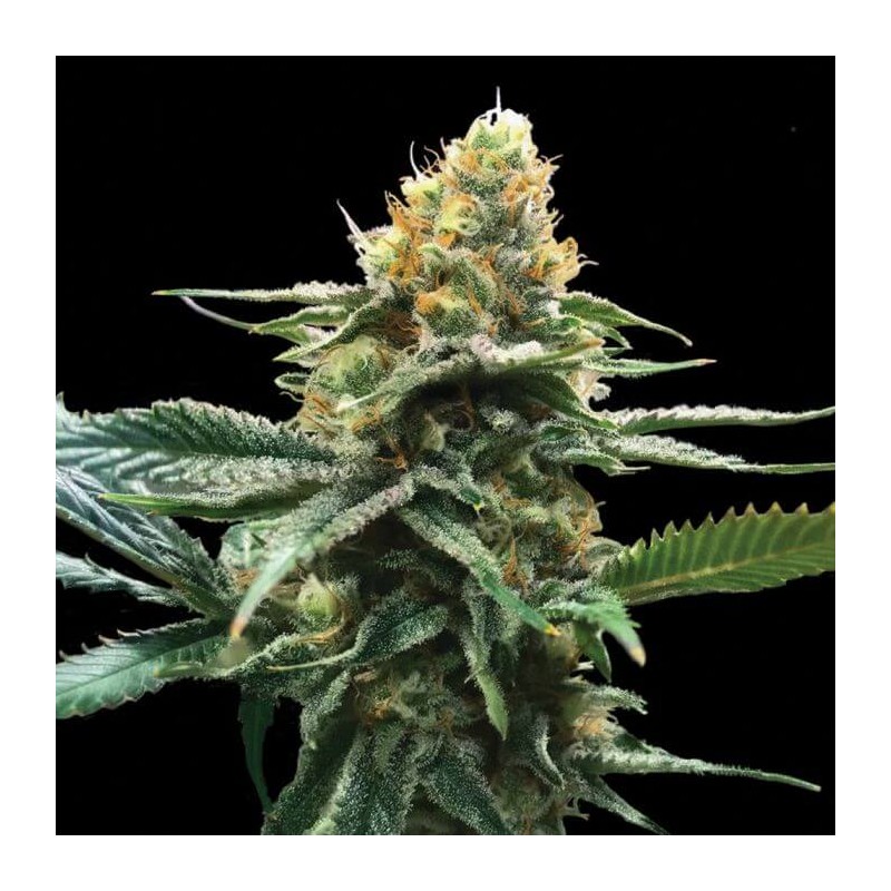 SOUR SORBET · DNA Genetics · semillas de marihuana · Fem