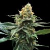 SOUR SORBET · DNA Genetics · sementes de maconha · Fem