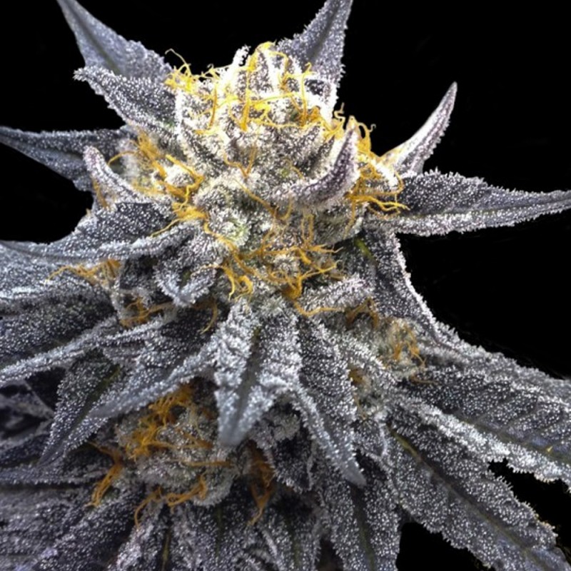 SSOG · DNA Genetics · sementes de maconha · Fem