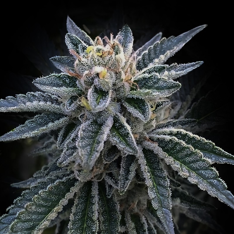 3PEAT · DNA Genetics · graines de cannabis · Fem