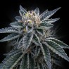 3PEAT · DNA Genetics · sementes de maconha · Fem