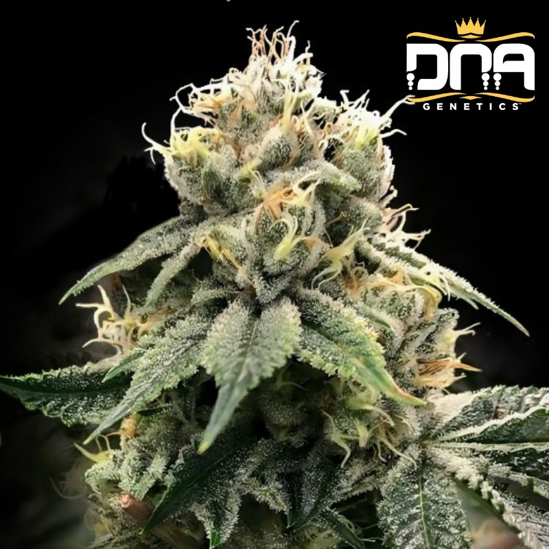 CHOCOLATE TRUFFLE SHUFFLE - C.T.S.· DNA Genetics · graines de cannabis · Fem