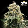 CHOCOLATE TRUFFLE SHUFFLE - C.T.S.· DNA Genetics · graines de cannabis · Fem