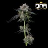 FOUR PROPHETS · DNA Genetics · cannabis seeds · Fem