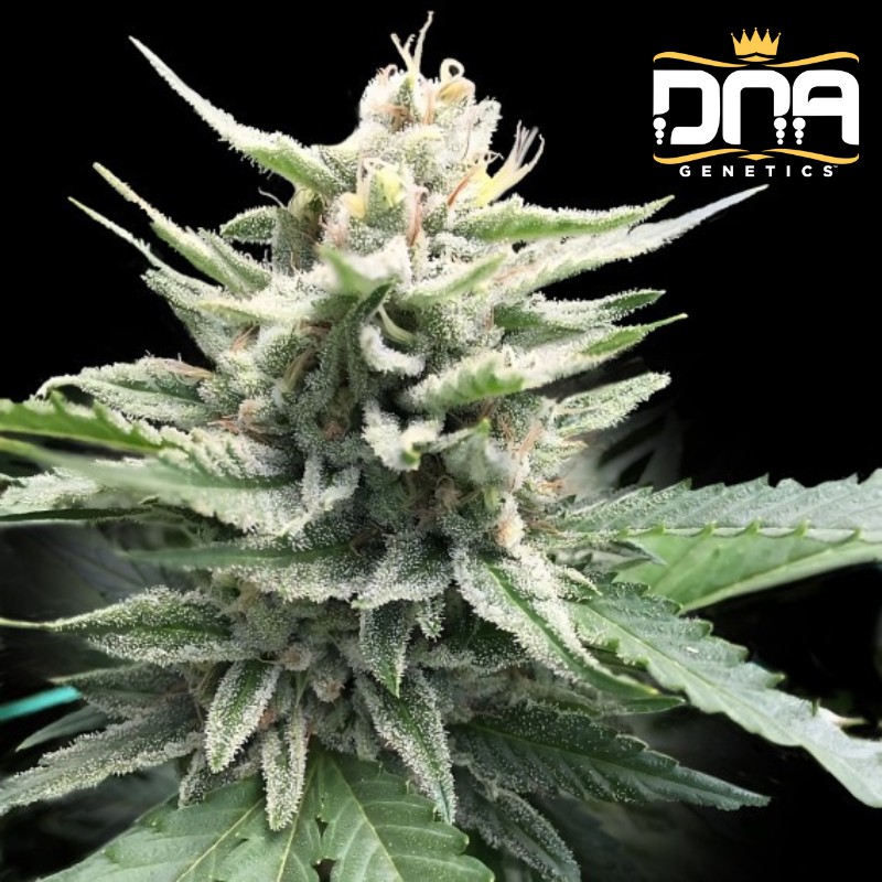 HONEY BANANA S1 · DNA Genetics · sementes de maconha · Fem