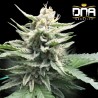 HONEY BANANA S1 · DNA Genetics · kaufen cannabis samen · Fem