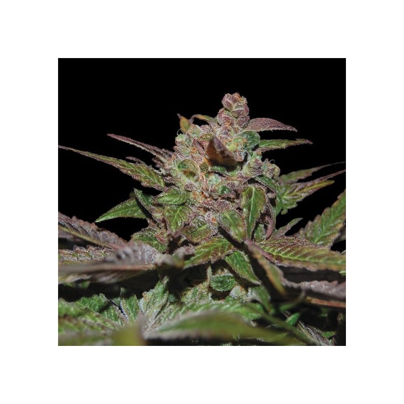 PURPLE WRECK · DNA Genetics · kaufen cannabis samen · Fem