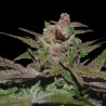 PURPLE WRECK· DNA Genetics · sementes de maconha · Fem