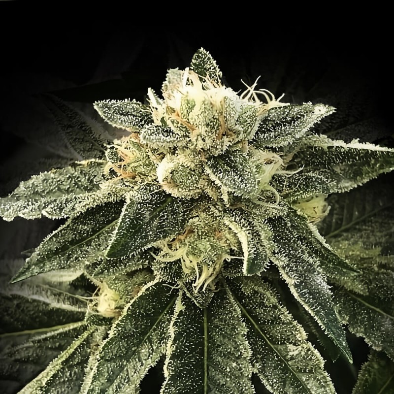 WHITE CHOCOLOPE · DNA Genetics · semillas de marihuana · Fem