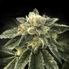 WHITE CHOCOLOPE · DNA Genetics · semillas de marihuana · Fem