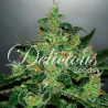CRITICAL JACK HERER AUTO · Delicious · semillas de marihuana · AutoFem