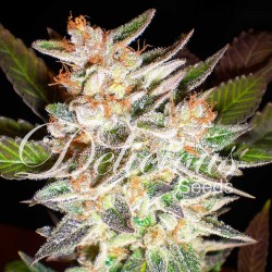 DELICIOUS CANDY AUTO ·...