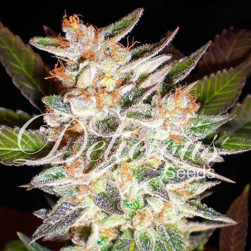DELICIOUS CANDY AUTO · Delicious · sementes de maconha · AutoFem
